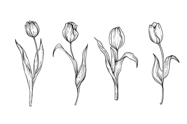 Ilustración de tulipán dibujado a mano