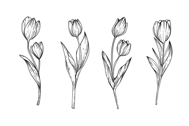 Ilustración de tulipán dibujado a mano