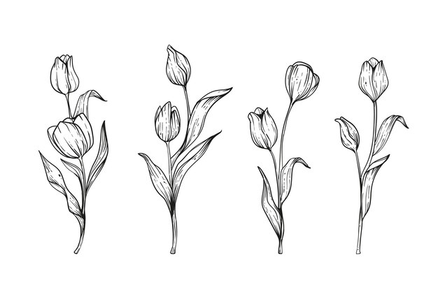 Ilustración de tulipán dibujado a mano