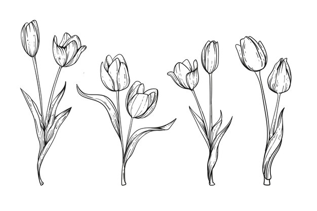 Ilustración de tulipán dibujado a mano