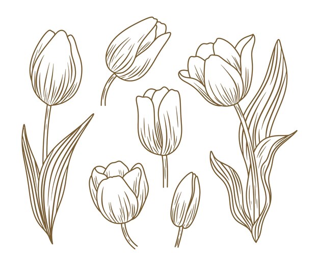 Ilustración de tulipán dibujado a mano
