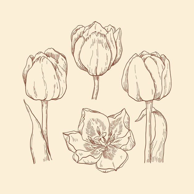 Ilustración de tulipán dibujado a mano