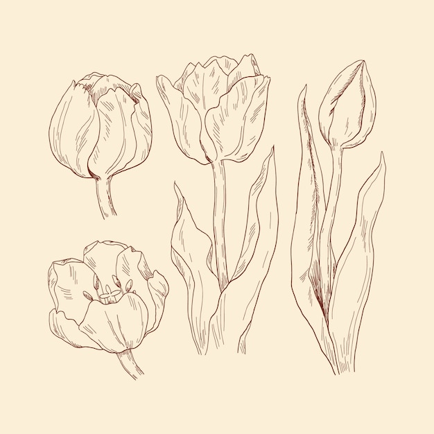 Ilustración de tulipán dibujado a mano