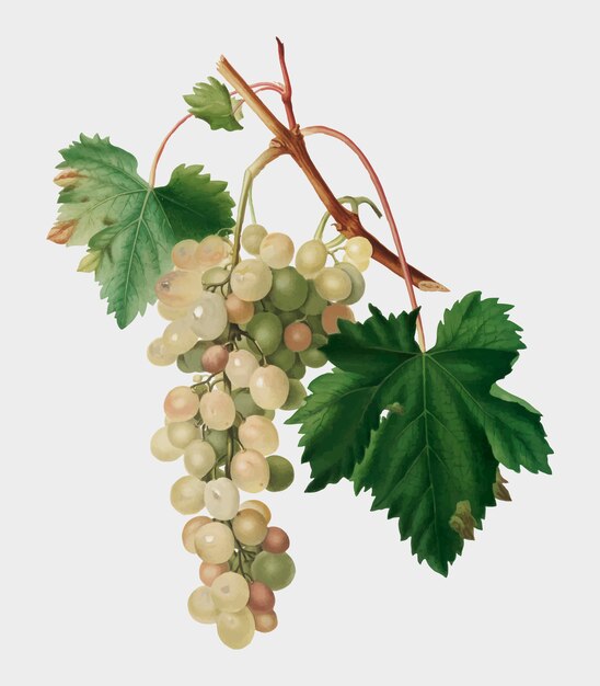 Ilustración de uva moscatel de pomona italiana