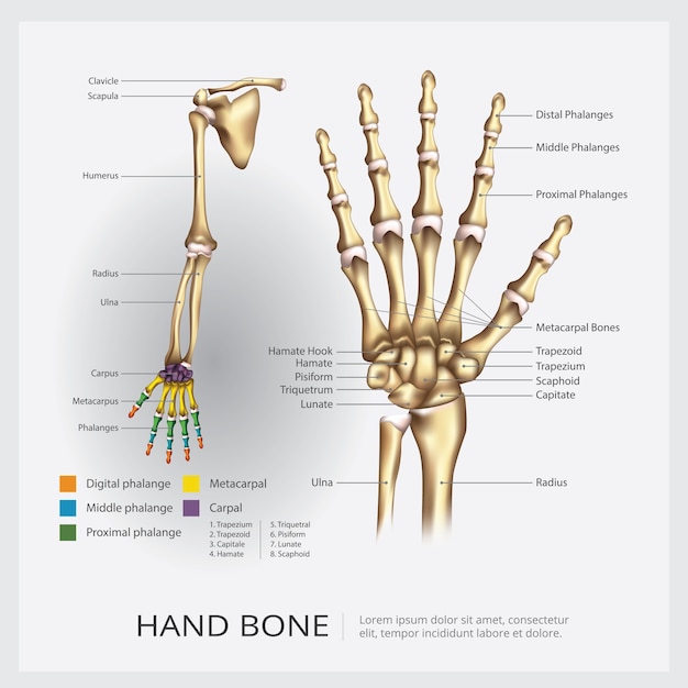 Vector gratuito ilustración de vector de hueso de mano y brazo humano