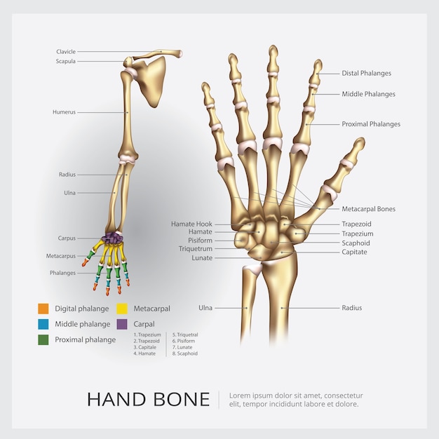 Ilustración de Vector de hueso de mano y brazo humano