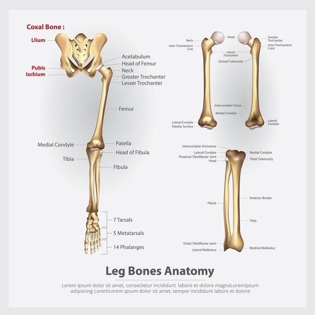 Ilustración de vector de huesos de pierna de anatomía humana
