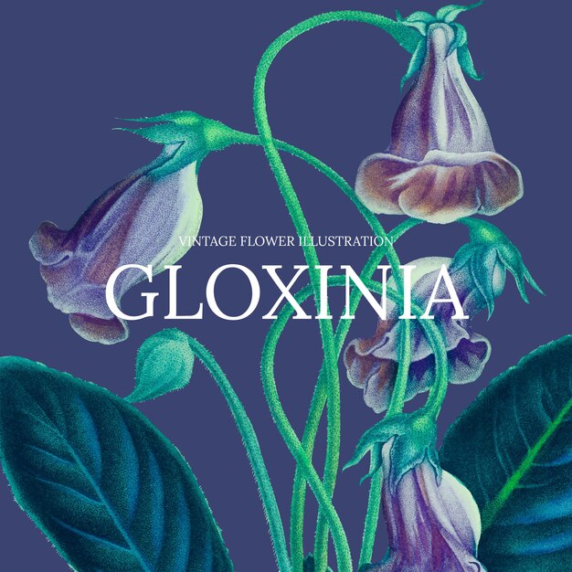 Ilustración de vector de plantilla floral vintage con fondo de gloxinia, remezclado de obras de arte de dominio público