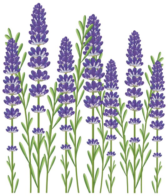 Ilustración vectorial del campo de lavanda con flores púrpuras
