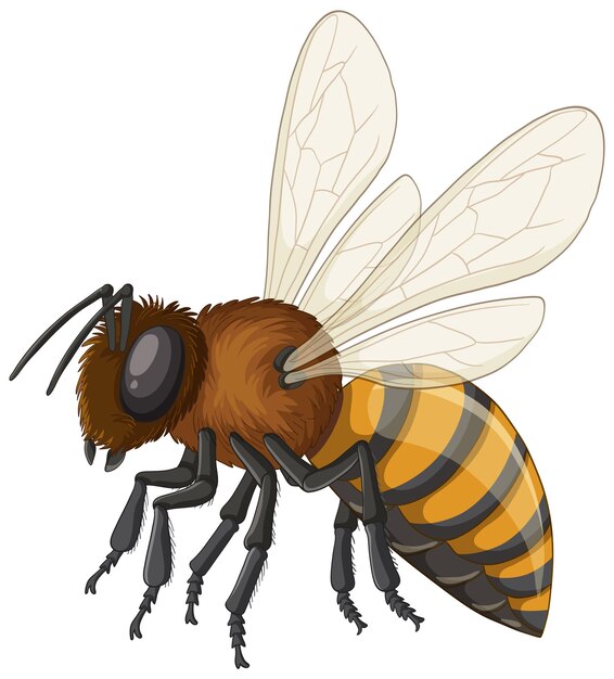 Ilustración vectorial detallada de una abeja melífera