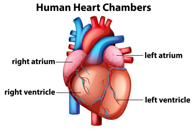 Ilustración vectorial detallada de las cámaras del corazón humano