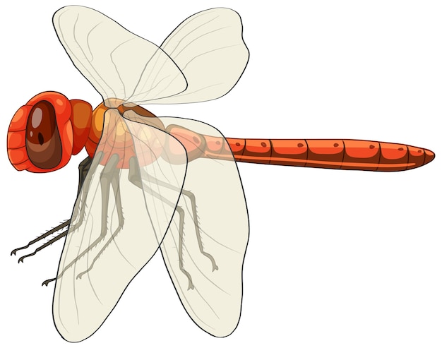 Ilustración vectorial detallada de una libélula roja