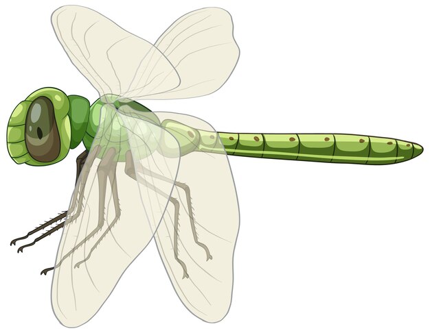 Ilustración vectorial detallada de una libélula verde