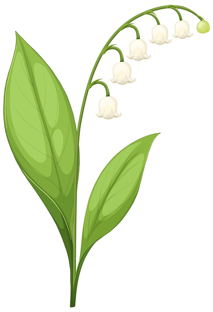 Vector gratuito ilustración vectorial del elegante lirio del valle