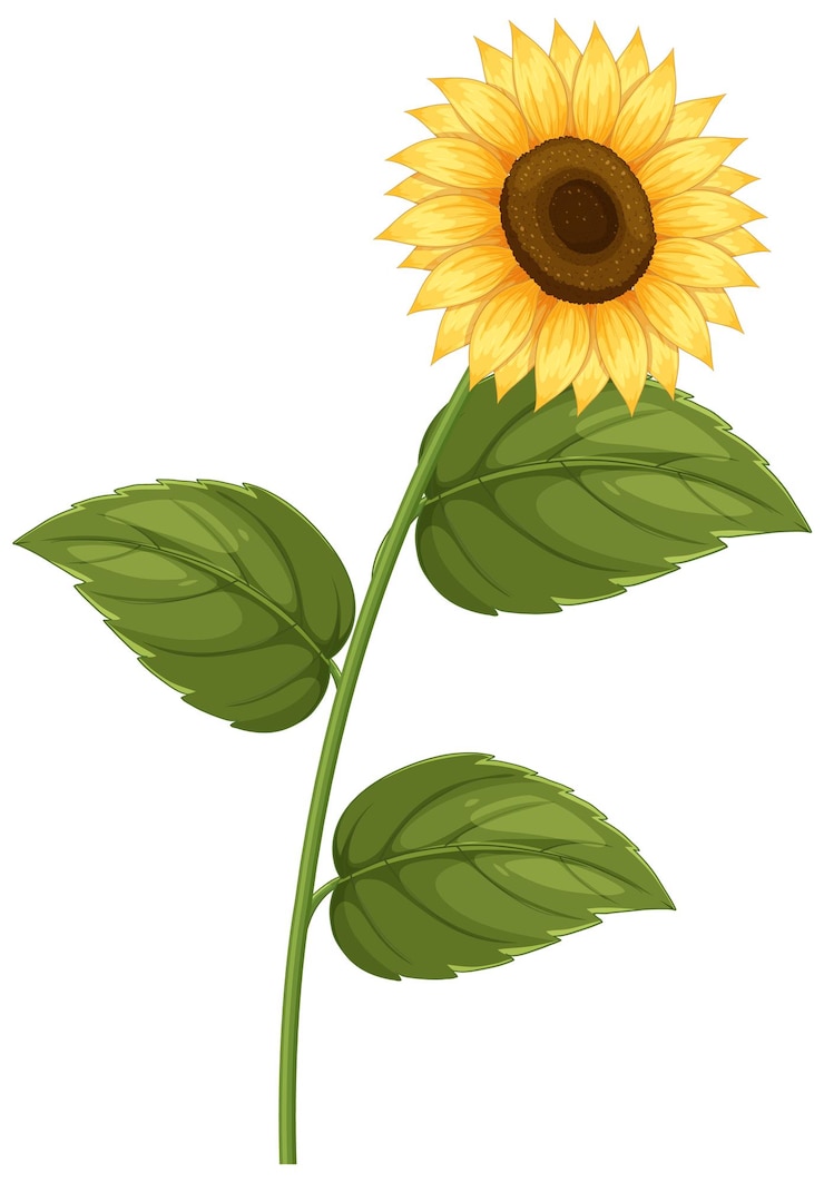Vector gratuito ilustración vectorial de girasol vibrante con hojas verdes