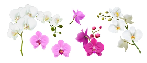 Ilustración vectorial realista Tallos de orquídea de colores en color rosa blanco aislados en el dorso blanco