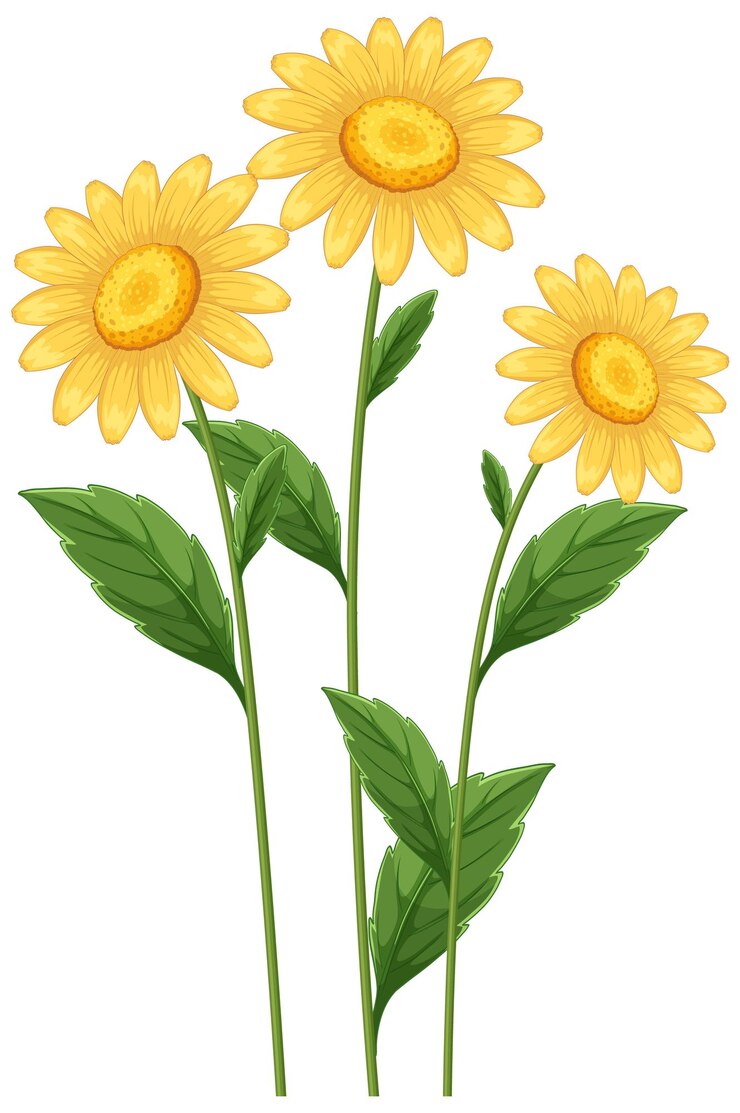 Vector gratuito ilustración vectorial de un trío de girasoles brillantes