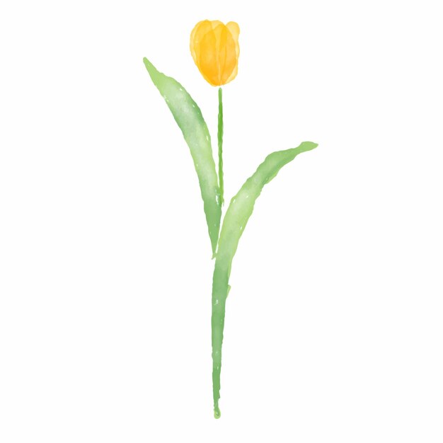 Ilustración vectorial de tulipanes de colores acuarela