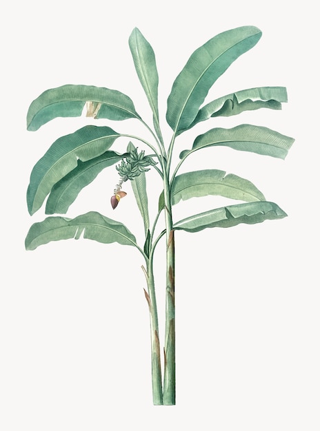Ilustración de la vendimia del árbol de plátano