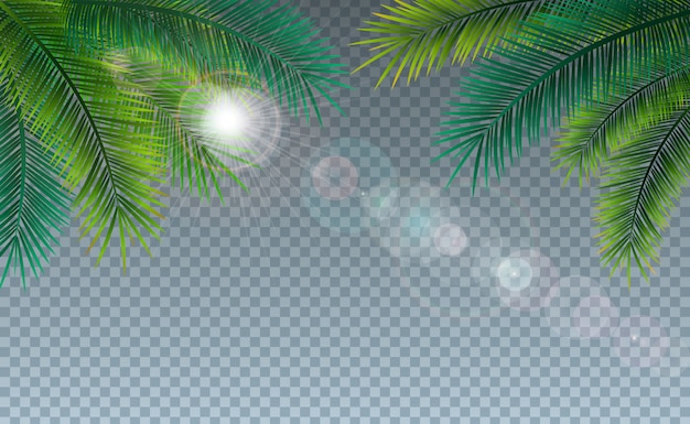 Ilustración de verano con hojas de palmera tropical en transparente