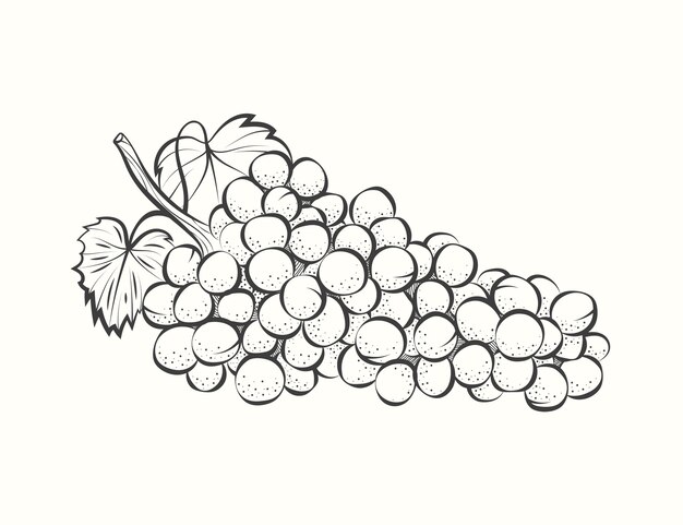 Ilustración de la vid de uva dibujada a mano