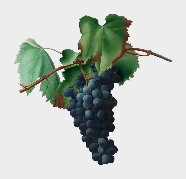 Vector gratuito ilustración de la vid de uva de pomona italiana