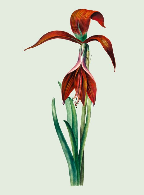 Ilustración vintage de Amaryllis Formosissima