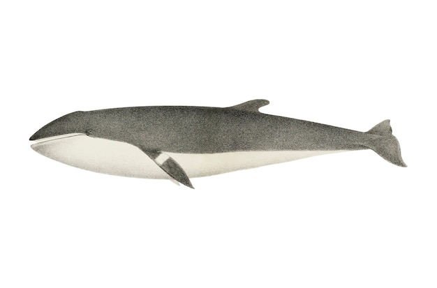 Ilustración vintage de la ballena