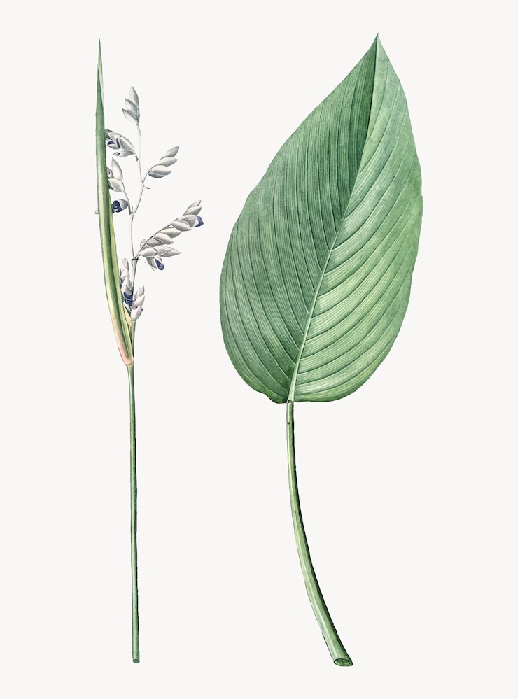Vector gratuito ilustración vintage de bandera de cocodrilo en polvo