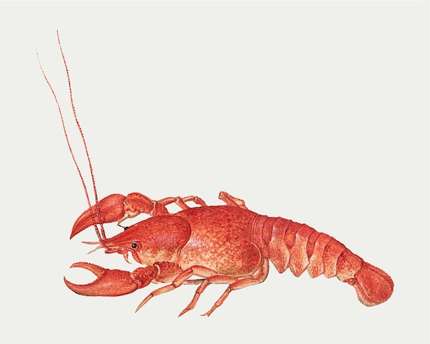 Ilustración vintage de cangrejos de río