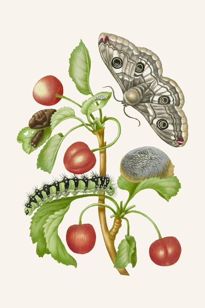 Ilustración vintage del ciclo de vida de la mariposa pavo real