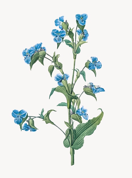Ilustración vintage de commelina tuberosa