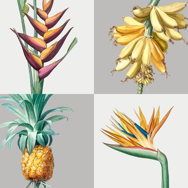 Vector gratuito ilustración vintage de conjunto de plantas tropicales