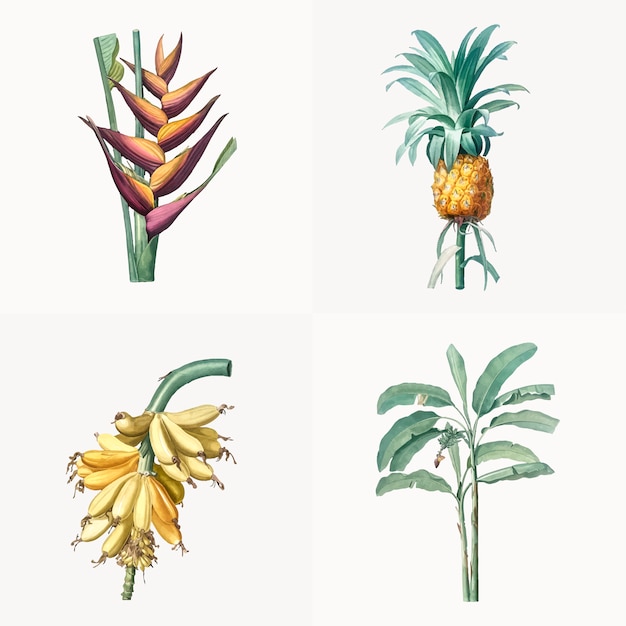 Vector gratuito ilustración vintage de conjunto de plantas tropicales