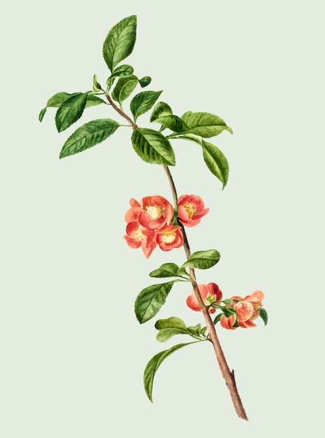 Ilustración vintage de flor de cerezo japonés