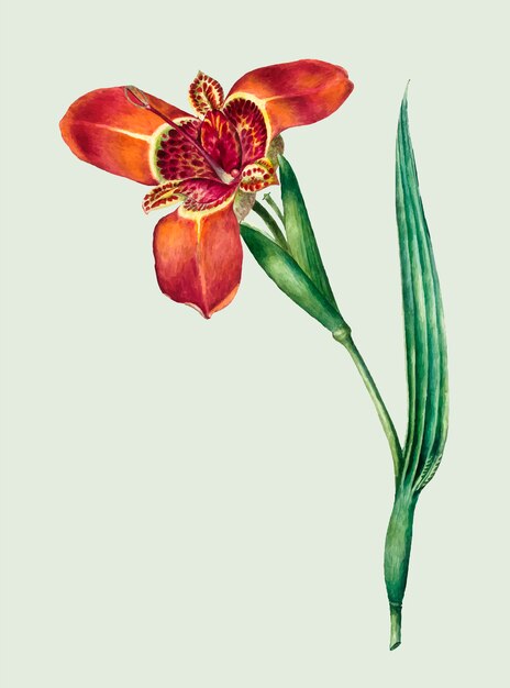 Ilustración vintage de la flor de ferraria tigrina
