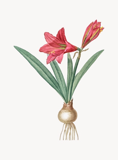 Ilustración vintage de Hippeastrum