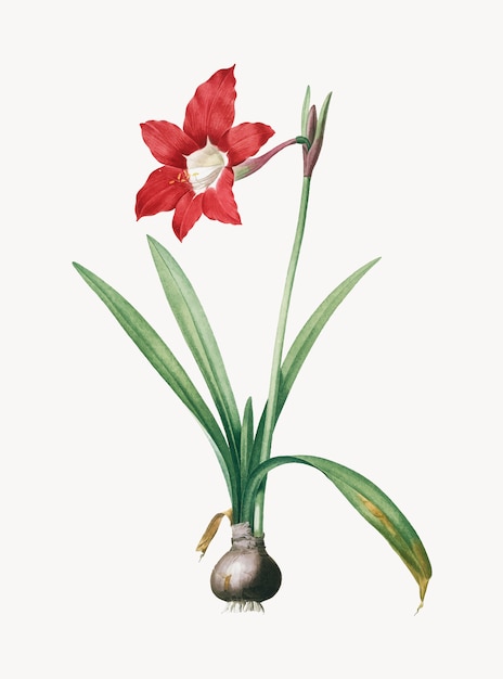 Vector gratuito ilustración vintage de hippeastrum