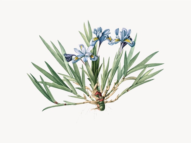 Ilustración vintage de iris crestado enano