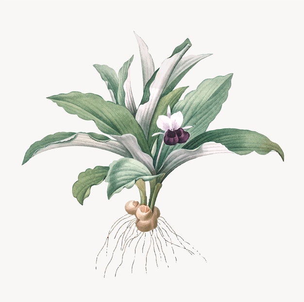 Ilustración vintage de Kaempferia angustifolia