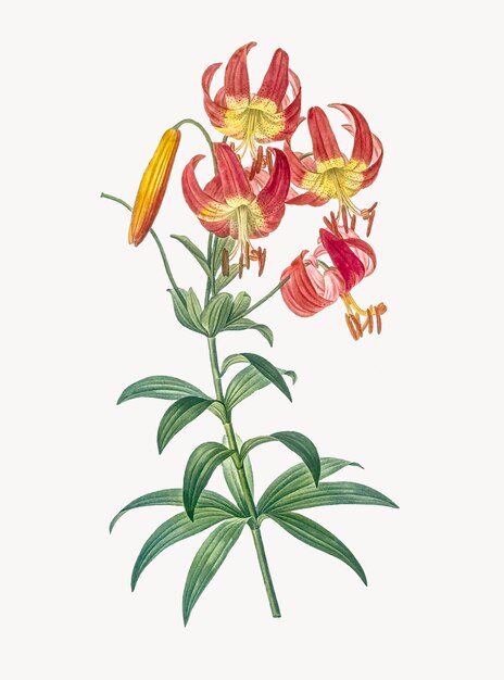 Ilustración vintage de lirio turbante