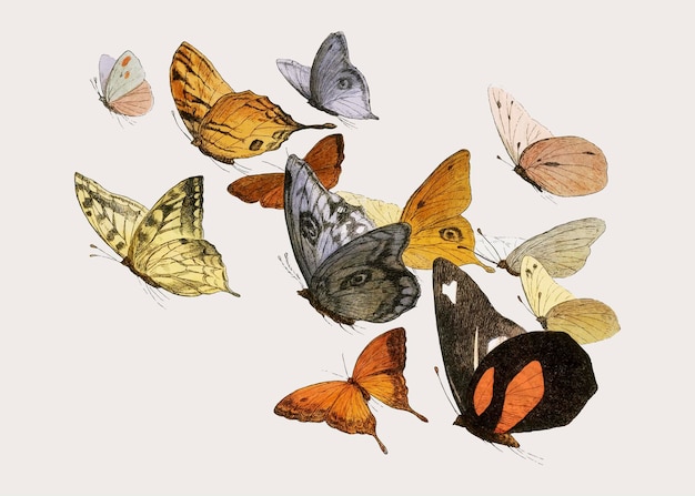 Ilustración vintage de mariposas voladoras mixtas