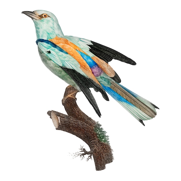 Vector gratuito ilustración vintage pájaro
