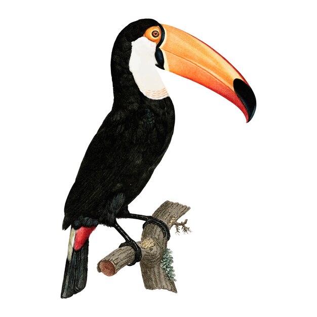 Ilustración vintage pájaro
