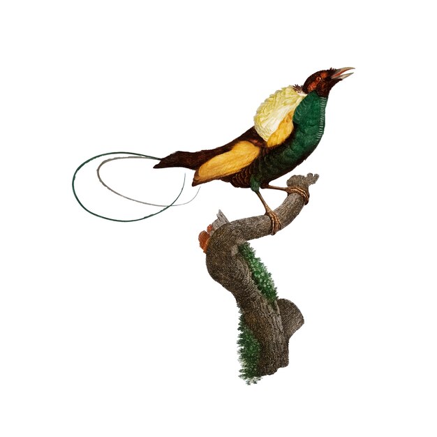 Ilustración vintage pájaro