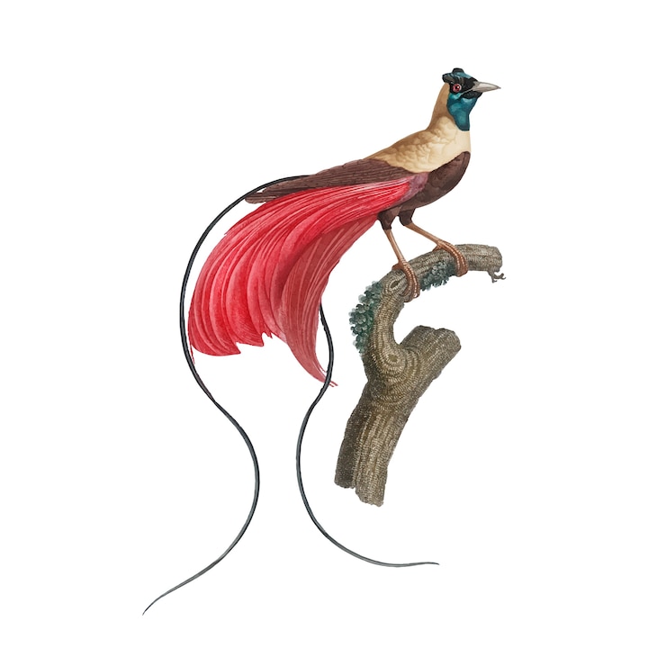 Vector gratuito ilustración vintage pájaro