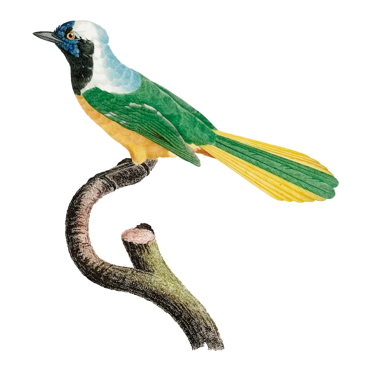 Vector gratuito ilustración vintage pájaro