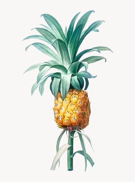 Vector gratuito ilustración vintage de piña