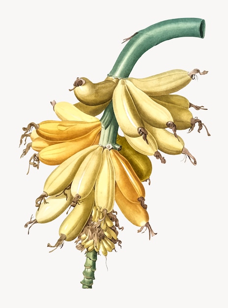 Vector gratuito ilustración vintage de plátano