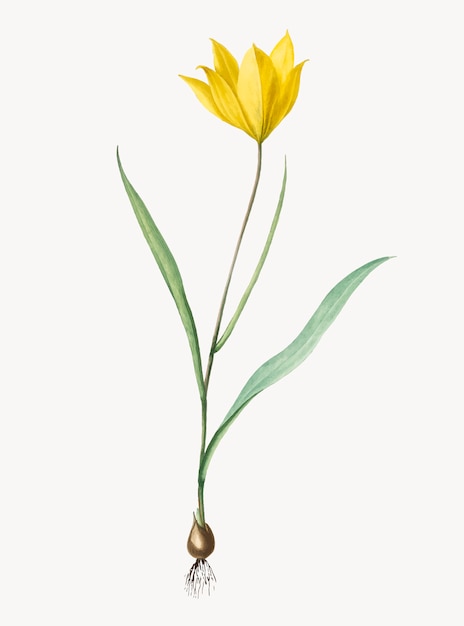 Ilustración vintage de tulipa sylvestris